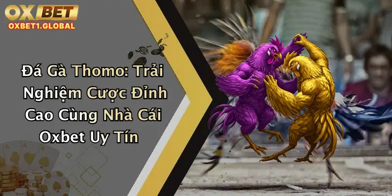 Đá Gà Thomo: Trải Nghiệm Cược Đỉnh Cao Cùng Nhà Cái Oxbet Uy Tín