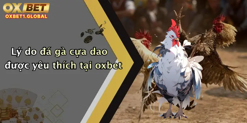 Lý do đá gà cựa dao được yêu thích tại oxbet